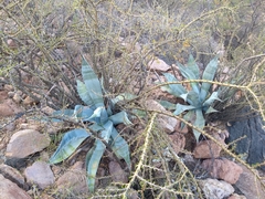 Agave colorata