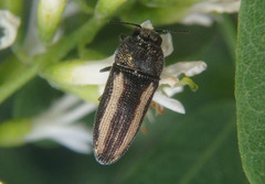 Acmaeodera cazieri