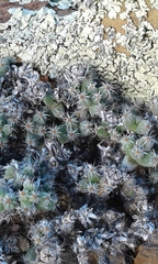 Trichodiadema marlothii