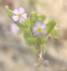 Zaluzianskya gracilis