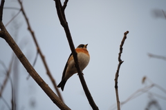Fringilla montifringilla