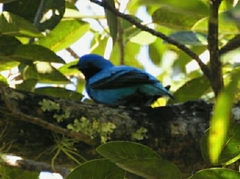 Cotinga amabilis