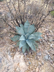 Agave colorata