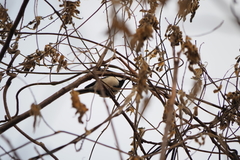 Parus minor