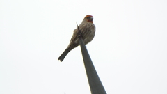 Haemorhous mexicanus