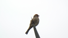 Haemorhous mexicanus