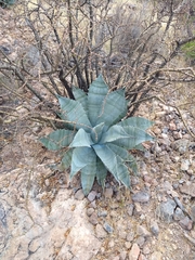 Agave colorata
