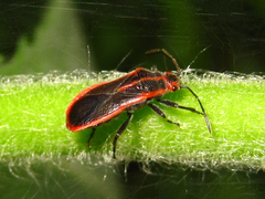 Arocatus pseudosericans