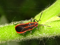 Arocatus pseudosericans