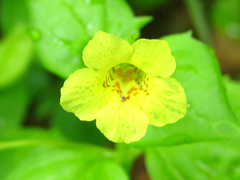 Erythranthe nepalensis