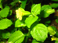 Erythranthe nepalensis