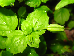 Erythranthe nepalensis
