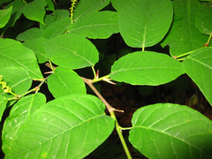 Neoshirakia japonica