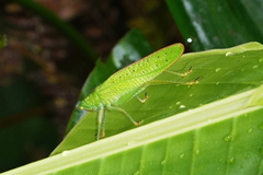 Copiphora brevirostris