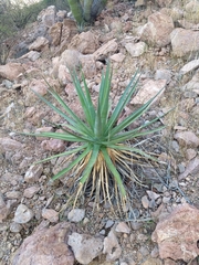 Agave chrysoglossa