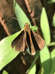 Iambrix salsala salsala