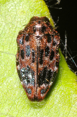 Brachys ovatus