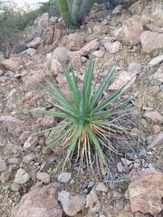 Agave chrysoglossa