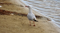 Chroicocephalus novaehollandiae novaehollandiae