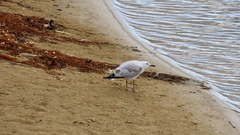 Chroicocephalus novaehollandiae novaehollandiae