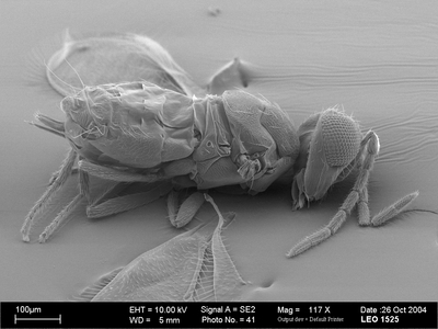 Greenhouse Whitefly Parasitoid Wasp