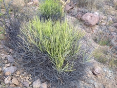 Euphorbia lomelii