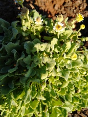 Perityle socorrosensis