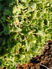 Perityle socorrosensis