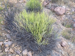 Euphorbia lomelii