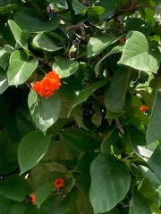Cordia dodecandra