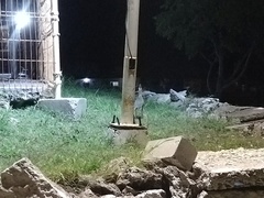 Nyctanassa violacea gravirostris