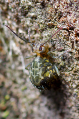 Ptenothrix beta