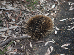Tachyglossus aculeatus multiaculeatus
