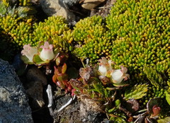 Gaultheria nubicola