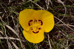 Calochortus aureus