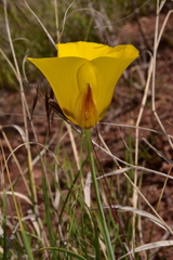 Calochortus aureus