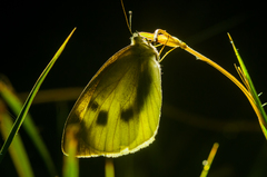 Pieris rapae crucivora