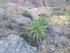 Agave chrysoglossa