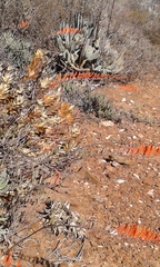 Astroloba rubriflora