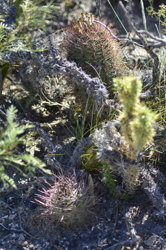 Eriosyce strausiana