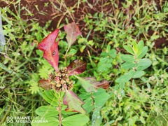 Euphorbia heterophylla