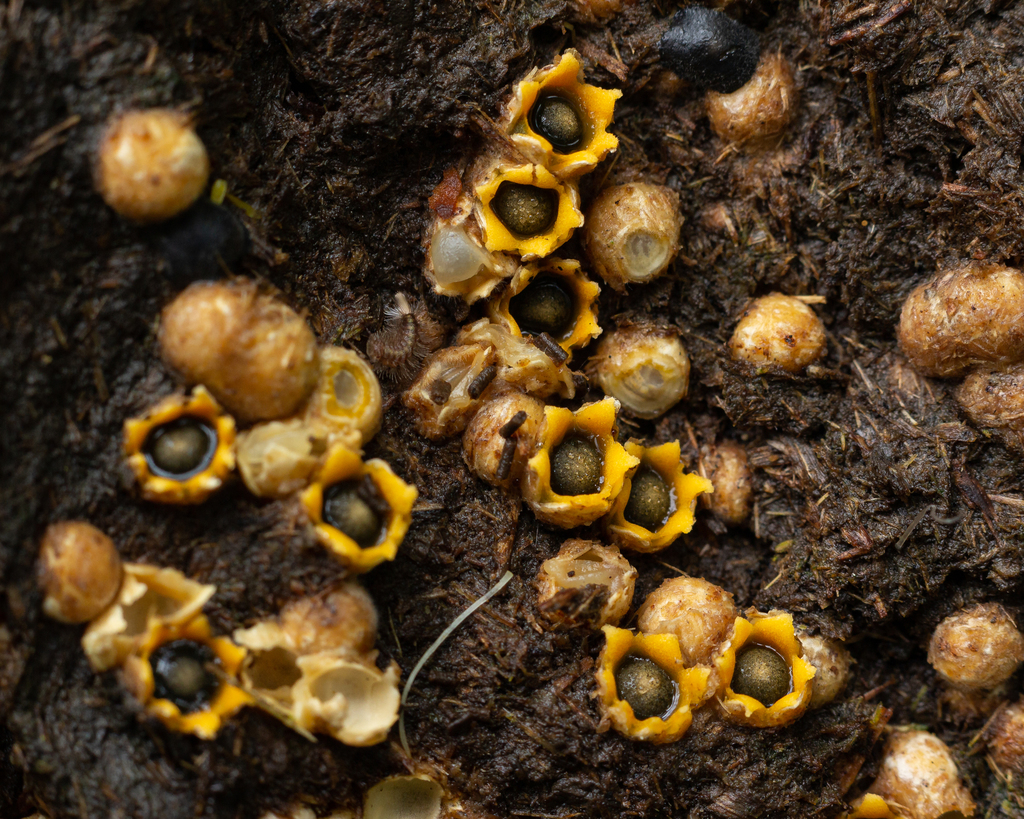 Sphaerobolus stellatus · January 2022 · photo: © deniszabin (iNaturalist, cc-by)