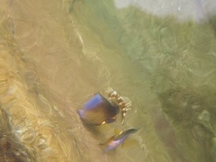 Stegastes redemptus