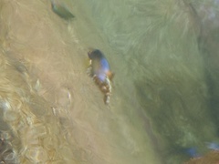 Stegastes redemptus