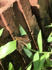 Iambrix salsala salsala