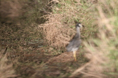 Nyctanassa violacea gravirostris