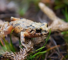 Pristimantis bogotensis