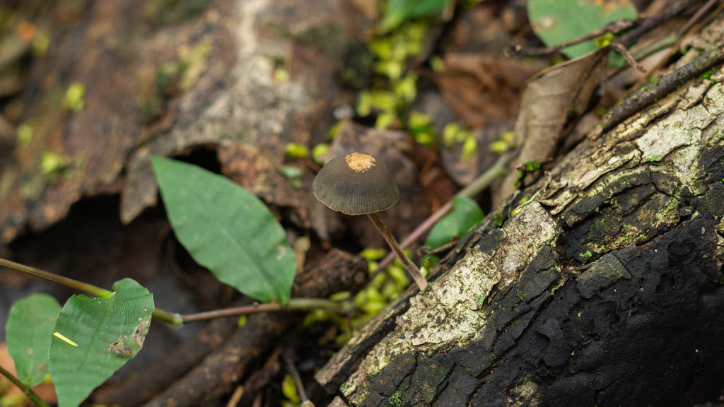 Panaeolus sylvaticus · January 2022 · photo: © deniszabin (iNaturalist, cc-by)