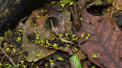 Panaeolus