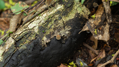 Panaeolus